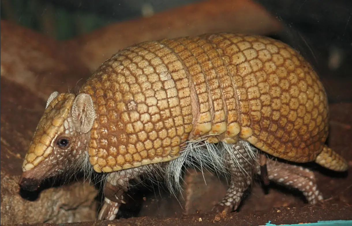 Three-banded Armadillo